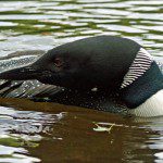 Loon up close 2011