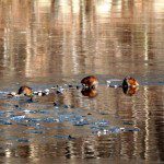 Dec 20, 2011 Muskrat Family dining in Misty Cove!