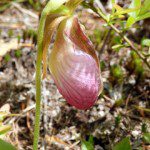 Ladyslipper