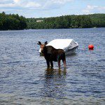 Moose visiting Wilson Lake 2010